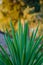 Artistic closeup of Yuca plant with long sharp leafs and beautiful yellow bokeh, Italy, Europe