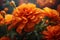 Artistic composition featuring vibrant marigold