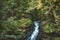 Artistic concept soft focus needle branch on blurred unfocused forest nature environment background green and yellow foliage