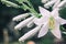 Artistic detail of a Magnolia flower with water droplets. White magnolia flowers on a dark background. Drops close up after rain.