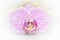 Artistic digital creative single pink phaelanopsis orchid