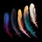 artistic display of colorful feathers set against a dramatic black background.