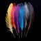 artistic display of colorful feathers set against a dramatic black background.
