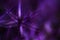 Artistic effect filter beautiful purple floral abstract