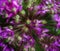 Artistic effect filter beautiful purple floral abstract