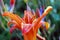 Artistic elegant macro closeup of the inside of the lily flower.