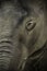 Artistic elephant close up