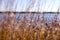 Artistic focus view of dead grasses, reeds and wildflowers. Lake in background