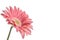 Artistic gerbera flower background