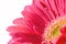 Artistic gerbera flower background