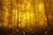 Artistic gold color foggy forest tree fairytale