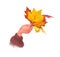 Artistic hand drawn watercolor illustration of human hand hold bunch of autumn leaves isolated.