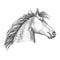 Artistic horse head sketch portrait