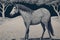 Artistic Horse Illustration, Horse in Wild Art