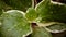 artistic Hoya kerrii leaf in the garden