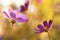 Artistic image of garden flowers. Purple flowers on a yellow toned background. Selective soft focus.