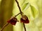 Artistic image of pawpaw flowers and leaves