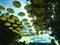 Artistic installation, yellow umbrellas in the air, blue sky, trees and light