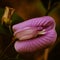 Artistic lathyrus flower in the garden