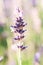 Artistic Lavender angustifolia, lavandula in herb garden