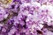 Artistic nature wallpaper blurry background with purple flowers wisteria or glycine in springtime