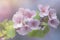 artistic pale pink flowers on a branch, against a blurred background