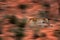 Artistic photo of African leopard, Panthera pardus, expressing movement by camera panning techniques. Motion blur of wild leopard