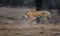 Artistic photo of Bengal tiger, Panthera tigris expressing movement by camera panning techniques. Motion blur of tiger in