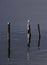 Artistic photo of birds early morning sitting on poles in the lake. Romance. Seagulls relaxing on a poles in the lake