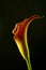 Artistic photo close-up to beatiful romantic calla lilly flower over black background