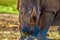 Artistic photo of a, endangered male bull white Rhinoceros in a game reserve in Johannesburg South Africa