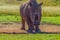 Artistic photo of a, endangered male bull white Rhinoceros in a game reserve in Johannesburg South Africa