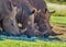 Artistic photo of a, endangered male bull white Rhinoceros in a game reserve in Johannesburg South Africa