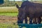 Artistic photo of a, endangered male bull white Rhinoceros in a game reserve in Johannesburg South Africa