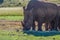 Artistic photo of a, endangered male bull white Rhinoceros in a game reserve in Johannesburg South Africa