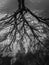 artistic photo of an inverted dry tree, its branches appear to be roots