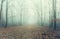 Artistic photo of a misty forest road with bare trees