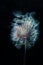 Artistic photo of a white fluffy dandelion against a black background.