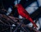 Artistic Photos of Animals Summer Tanager