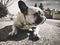 Artistic picture of a french bulldog