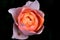 artistic pink rose on black background