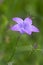 Artistic portait with bokeh background of a harebell campanula rotundifolia in a mountain meadow