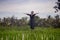 Artistic portrait of young attractive and happy Asian woman outdoors at green rice field landscape dancing and doing spiritual