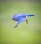 Artistic portrayal of North Carolina bluebird in flight
