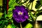 Artistic realistic illustration of purple flower and green leafs