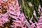 Artistic realistic illustration of tree trunk texture and pink acacia leafs