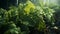 Artistic recreation of wet lettuce in a greenhouse