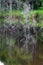 Artistic reflection of death trees on water