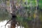 Artistic reflection of death trees on water