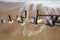 Artistic Remains of a Wooden Ramp on the Beach